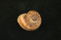 藏品(山蝸牛)的圖片